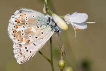Modrásek vikvicový - Polyommatus coridon , východní Polabí, 20.7.2011 
