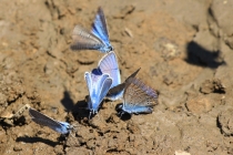 Modráskovití - Lycaenidae sp. , Svatá Helena, 9.6.2015 