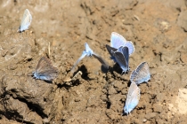 Modráskovití - Lycaenidae sp. , Svatá Helena, 9.6.2015 
