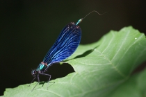 Motýlice obecná - Calopteryx virgo, PR Peklo, 24.5.2009