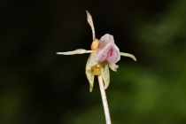 Sklenobýl bezlistý - Epipogium aphyllum , Krkonoše - Zelený Důl, 27.7.2012