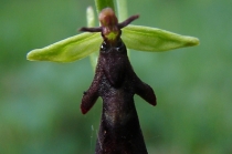 Tořič hmyzonosný - Ophrys insectifera , Na Černčí, 14.5.2008