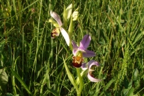 Tořič včelonosný - Ophrys apifera , Bílé Karpaty- PR Drahy, 9.6.2007