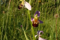 Tořič včelonosný - Ophrys apifera , Bílé Karpaty- PR Drahy, 9.6.2007