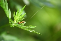 Adéla pestrá - Nemophora degeerella , Náchod - Kramolna, 15.6.2009