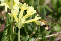 Dlouhozobka chrastavcová - Hemaris tityus, Makedonie- Šar Planina, 3.7.2013 