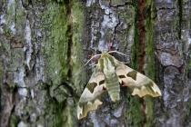 Lišaj lipový - Mimas tiliae, Náchod, 12.4.2014