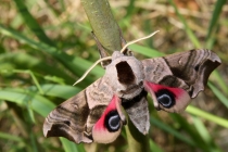 Lišaj paví oko- Smerinthus ocellata , Hradec Králové- PP Plachta, 29.5.2011