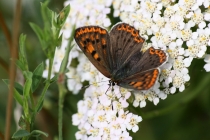 Ohniváček černoskvrnný - Lycaena tityrus , Orlické hory- Malá Vachta, 28.7.2010