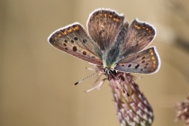 Ohniváček černoskvrnný - Lycaena tityrus , Orlické hory- Malá Vachta, 1.8.2010