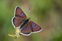 Ohniváček černoskvrnný - Lycaena tityrus , Orlické hory- U Žídků, 7.5.2011