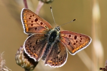 Ohniváček černoskvrnný - Lycaena tityrus , Orlické hory- Malá Vachta, 1.8.2010
