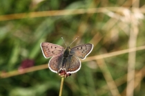 Ohniváček černoskvrnný - Lycaena tityrus , Orlické hory- Malá Vachta, 26.7.2010