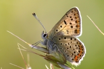 Ohniváček černoskvrnný - Lycaena tityrus , Orlické hory- Malá Vachta, 26.7.2010
