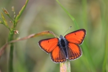 Ohniváček modrolemý - Lycaena hippothoe , Golaczów, 24.6.2014 