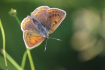Ohniváček modrolemý - Lycaena hippothoe , Golaczów, 8.6.2014