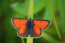 Ohniváček modrolemý - Lycaena hippothoe , Orlické hory- Panské pole, 21.6.2009 