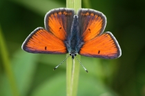 Ohniváček modrolemý - Lycaena hippothoe , Orlické hory- Panské pole, 21.6.2009 