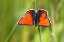 Ohniváček modrolemý - Lycaena hippothoe , Orlické hory- Panské pole, 21.6.2009 