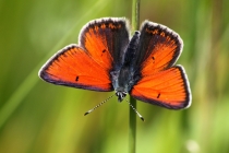 Ohniváček modrolemý - Lycaena hippothoe , Orlické hory- Panské pole, 21.6.2009 