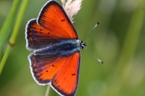Ohniváček modrolemý - Lycaena hippothoe , Orlické hory- U Žídků, 12.6.2011  