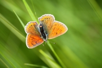 Ohniváček modrolemý - Lycaena hippothoe , Orlické hory- U Žídků, 20.6.2012 