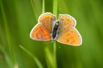 Ohniváček modrolemý - Lycaena hippothoe , Orlické hory- U Žídků, 20.6.2012 