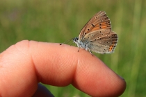 Ohniváček modrolemý - Lycaena hippothoe , Panské pole, 23.6.2012 