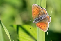 Ohniváček modrolemý - Lycaena hippothoe , Panské pole, 24.6.2012  