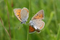 Ohniváček modrolemý - Lycaena hippothoe , Rogowa kopa, 22.6.2013