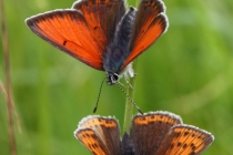 Ohniváček modrolemý - Lycaena hippothoe , Rogowa kopa, 22.6.2013