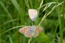 Ohniváček modrolemý - Lycaena hippothoe , Rogowa kopa, 22.6.2013