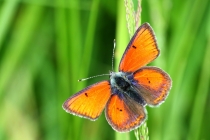 Ohniváček modrolemý - Lycaena hippothoe , Rogowa kopa, 22.6.2013