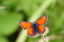 Ohniváček modrolemý - Lycaena hippothoe , Rogowa kopa, 22.6.2013