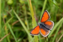 Ohniváček modrolemý - Lycaena hippothoe , Rogowa kopa, 22.6.2013