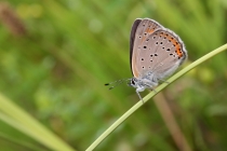 Ohniváček modrolemý - Lycaena hippothoe , Rogowa kopa, 22.6.2013