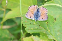 Ohniváček modrolesklý - Lycaena alciphron, Golaczów, 2.7.2014 
