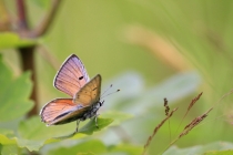 Ohniváček modrolesklý - Lycaena alciphron, Golaczów, 2.7.2014 