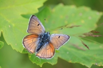 Ohniváček modrolesklý - Lycaena alciphron, Golaczów, 2.7.2014 