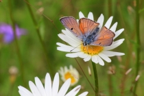 Ohniváček modrolesklý - Lycaena alciphron, Golaczów, 2.7.2014 