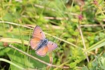 Ohniváček modrolesklý - Lycaena alciphron, Golaczów, 2.7.2014 