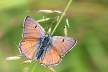 Ohniváček modrolesklý - Lycaena alciphron, Golaczów, 2.7.2014 