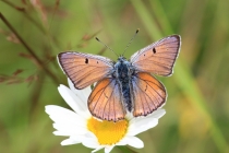 Ohniváček modrolesklý - Lycaena alciphron, Golaczów, 2.7.2014 