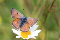 Ohniváček modrolesklý - Lycaena alciphron, Golaczów, 2.7.2014 