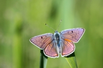 Ohniváček modrolesklý - Lycaena alciphron, Golaczów, 10.6.2014 