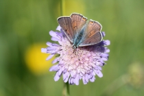Ohniváček modrolesklý - Lycaena alciphron, Polsko- Kudowa, 15.6. 2012
