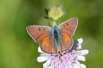 Ohniváček modrolesklý - Lycaena alciphron, Polsko- Kudowa, 15.6. 2012