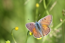 Ohniváček modrolesklý - Lycaena alciphron, Polsko- Kudowa, 15.6. 2012