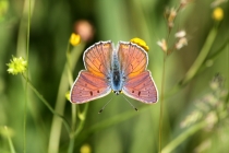 Ohniváček modrolesklý - Lycaena alciphron, Polsko- Kudowa, 15.6. 2012