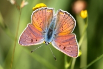 Ohniváček modrolesklý - Lycaena alciphron, Polsko- Kudowa, 15.6. 2012
